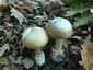 Gyilkos galóca (Amanita phalloides), Somogy